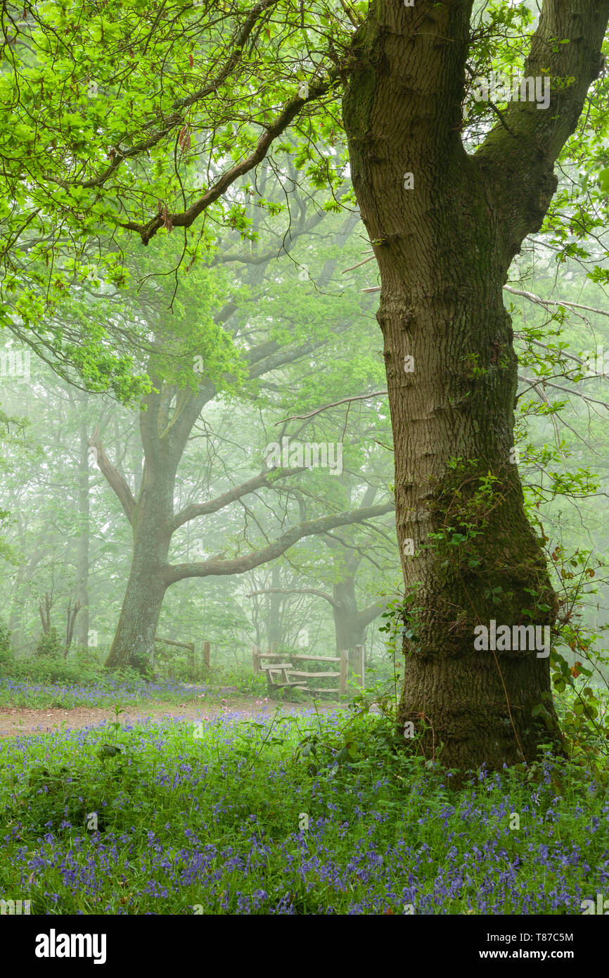 Mattina di primavera in un bosco nebbioso nel West Sussex. Foto Stock