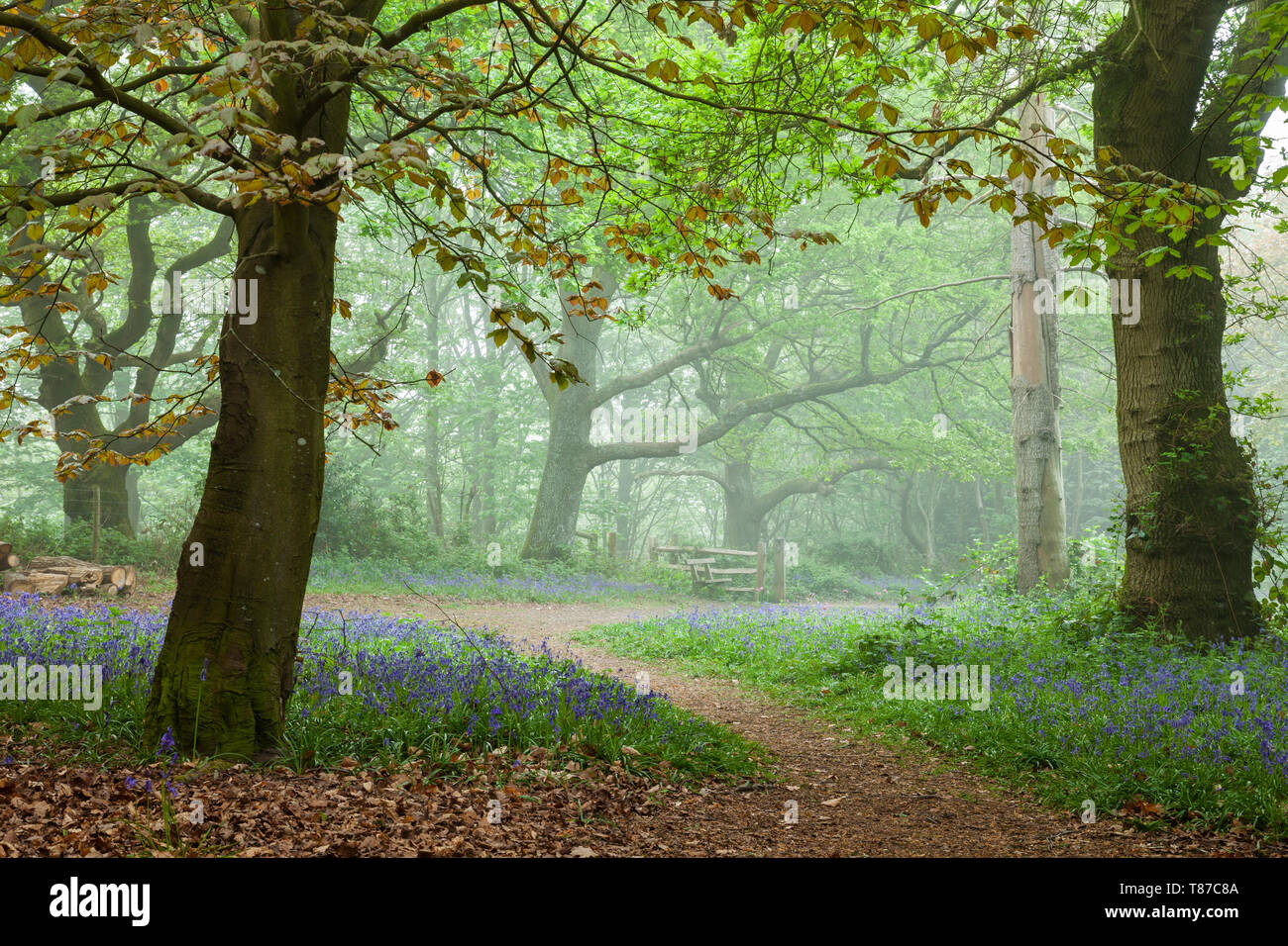 Molla e nebbioso mattino in un West Sussex bosco. Foto Stock