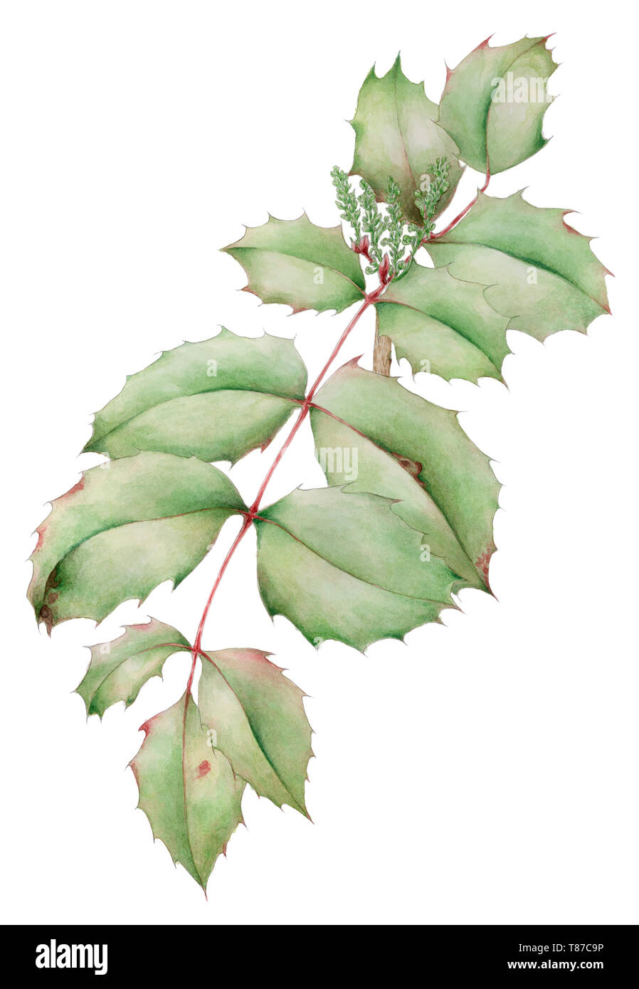 Oregon-UVA (Mahonia aquifolium) foglie con infiorescenza giovani germogli disegno botanico su sfondo bianco. Matita e acquarello su carta. Foto Stock