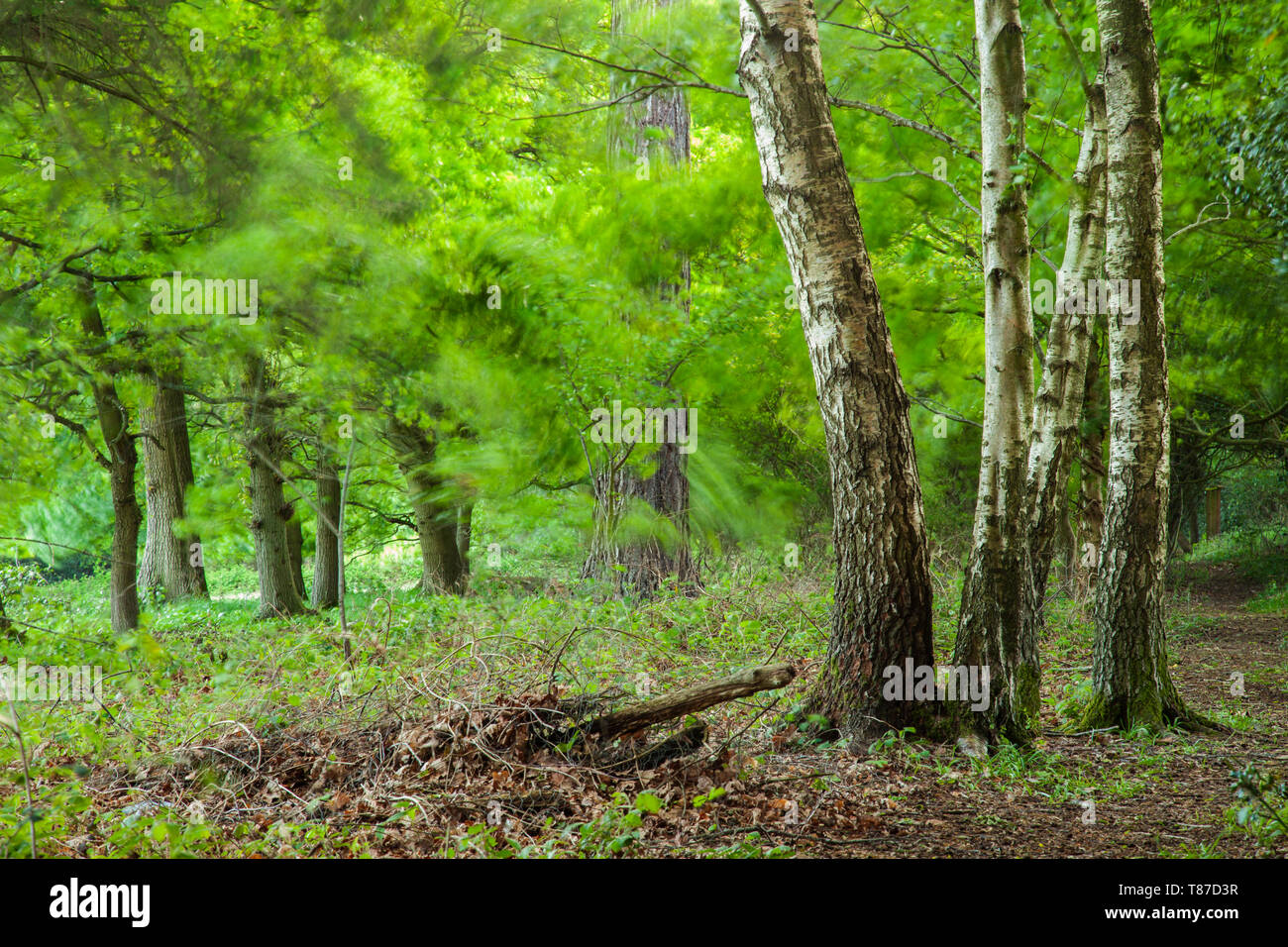 Argento betulle in West Sussex bosco, Inghilterra. Foto Stock