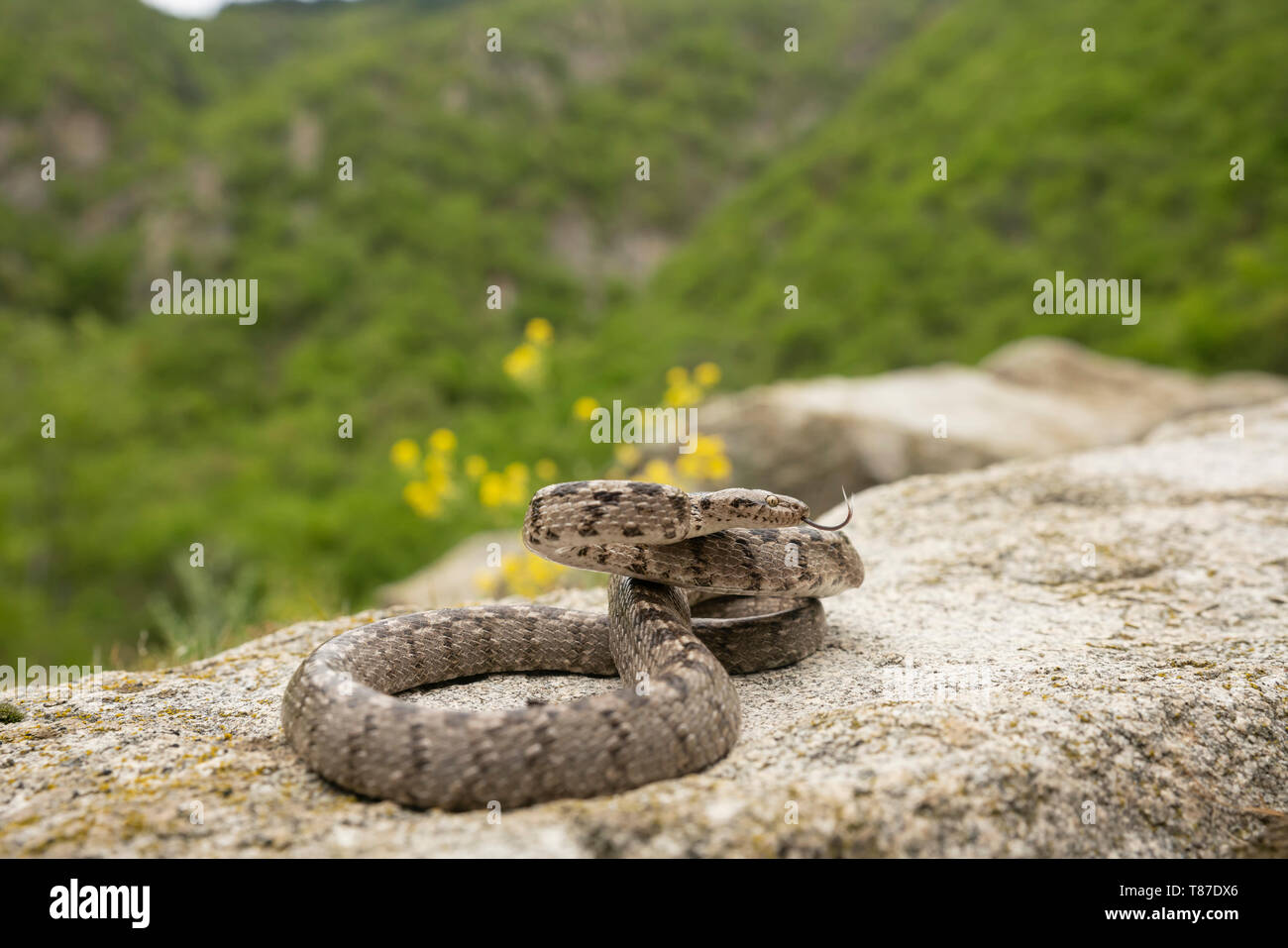 Gatto europeo snake, Telescopus fallax,la molla nella gola di Kresna. Foto Stock
