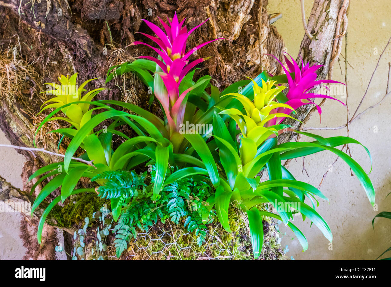 Guzmania colorati fiori nei colori rosa e giallo, tropicali decorativi piante artificiali Foto Stock