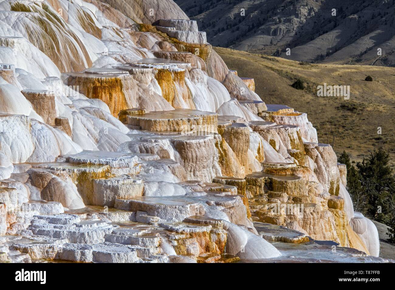 Stati Uniti, Wyoming, il Parco Nazionale di Yellowstone, Mammoth Hot Springs Foto Stock