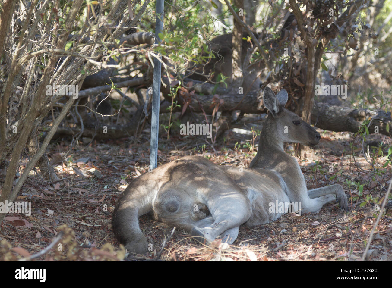 Kangaroo appoggiata sull'erba. Perth, Western Australia, Australia. Foto Stock