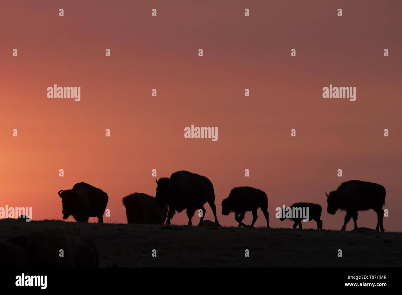 Stati Uniti, South Dakota, Parco nazionale Badlands Foto Stock