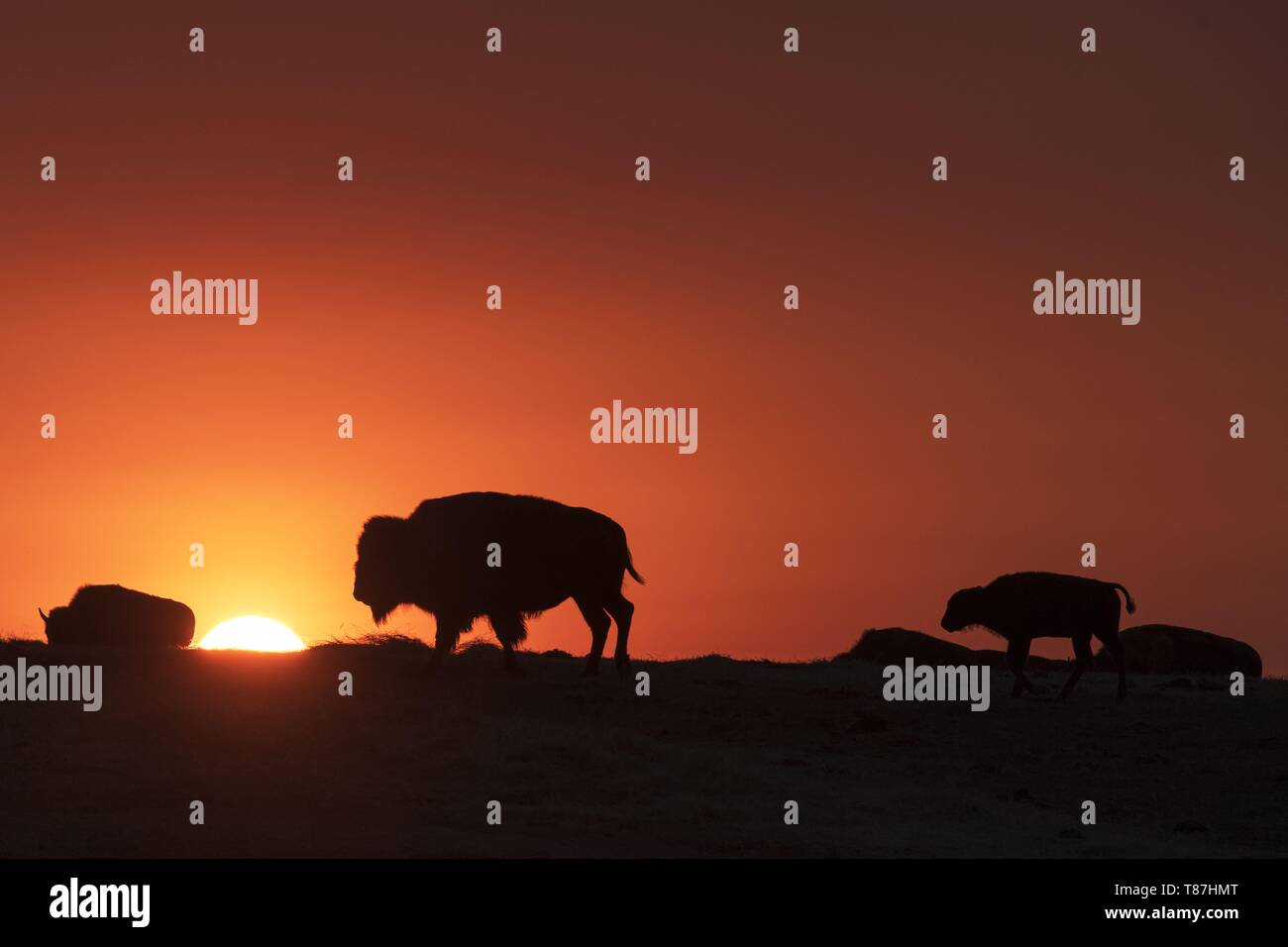 Stati Uniti, South Dakota, Parco nazionale Badlands Foto Stock