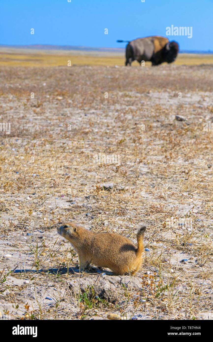 Stati Uniti, South Dakota, Parco nazionale Badlands, cane della prateria Foto Stock