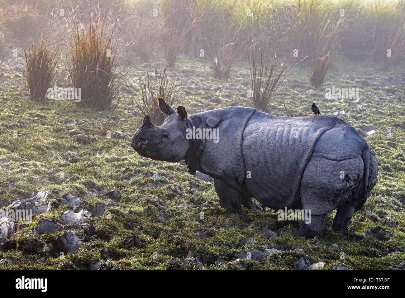 India, Assam, Kaziranga, unicorne rinoceronti prenotazione Foto Stock