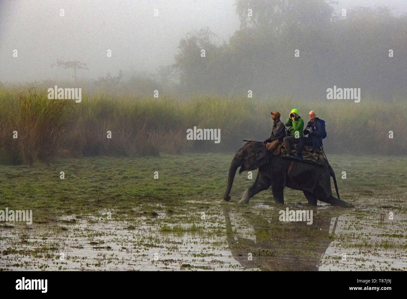 India, Assam, Kaziranga, unicorne rinoceronti prenotazione Foto Stock