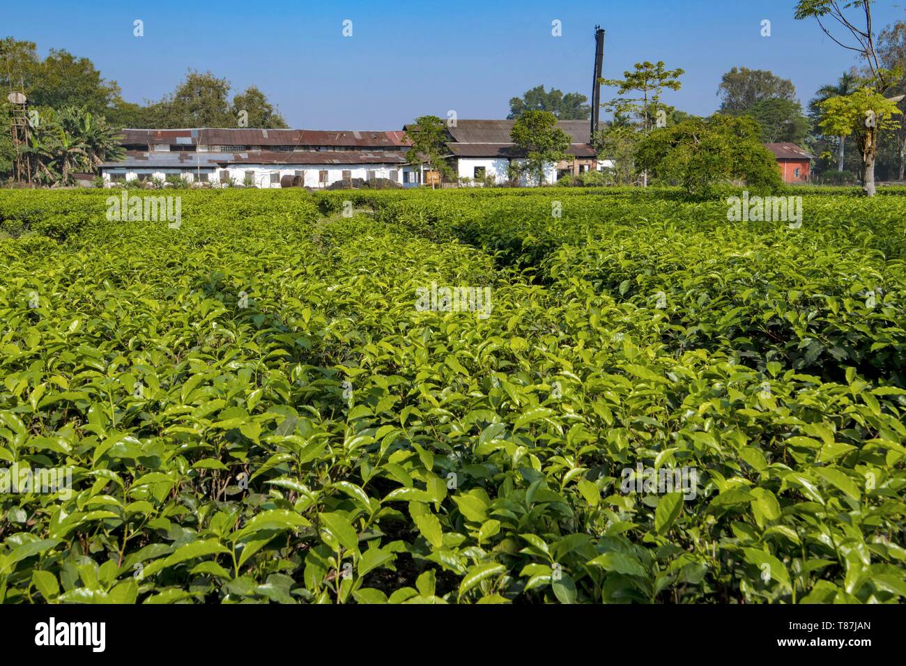 India, Assam, Harroocharai tea break Foto Stock