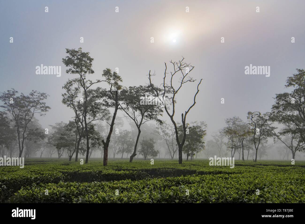 India, Assam, Harroocharai tea break Foto Stock