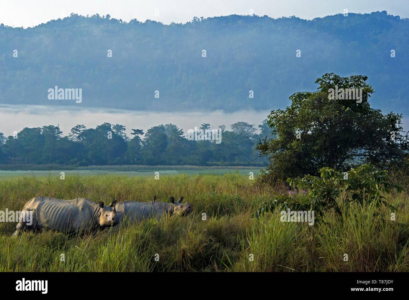 India, Assam, Kaziranga, unicorne rinoceronti prenotazione Foto Stock
