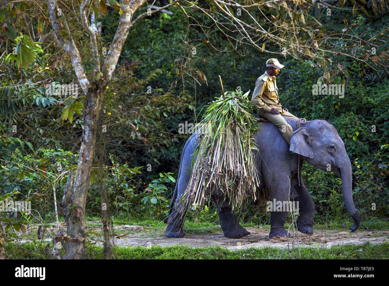 India, Assam, Kaziranga, unicorne rinoceronti prenotazione Foto Stock