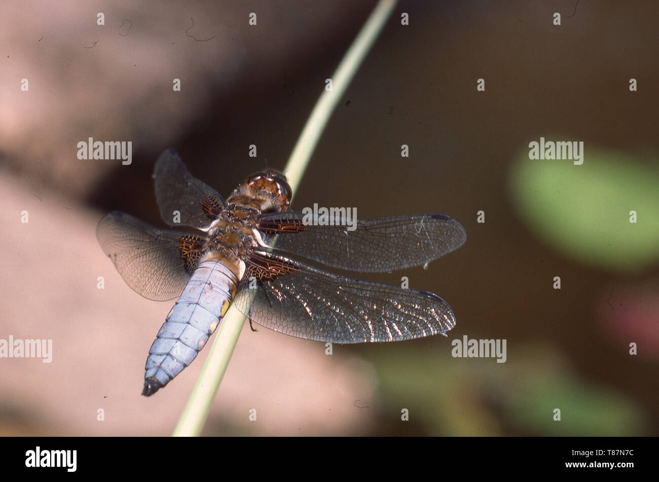 Ampio corpo maschio libellula Foto Stock