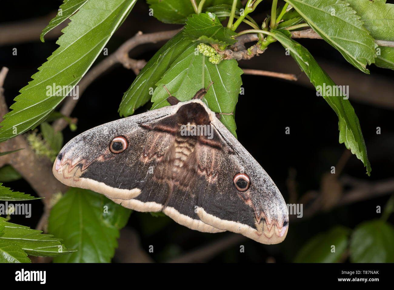 Großes Nachtpfauenauge, Wiener Nachtpfauenauge, Männchen, Saturnia pyri, grande imperatore Moth, Giant Peacock Moth, grande Peacock Moth, gigante imperatore Mot Foto Stock