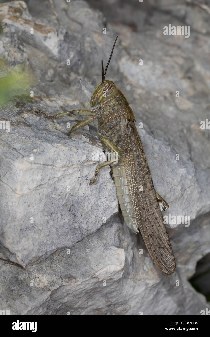 Ägyptische Wanderheuschrecke, Ägyptische Heuschrecke, Ägyptische Knarrschrecke, Anacridium aegyptium, egiziano Locust, egiziano grasshopper, Le Crique Foto Stock