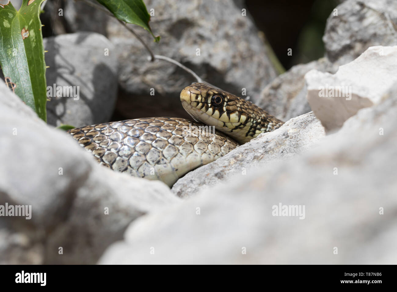 Balkan-Zornnatter, Balkanzornnatter, Zornnatter, Hierophis gemonensis, Coluber gemonensis, balcanica frusta snake, couleuvre des Balcani Foto Stock