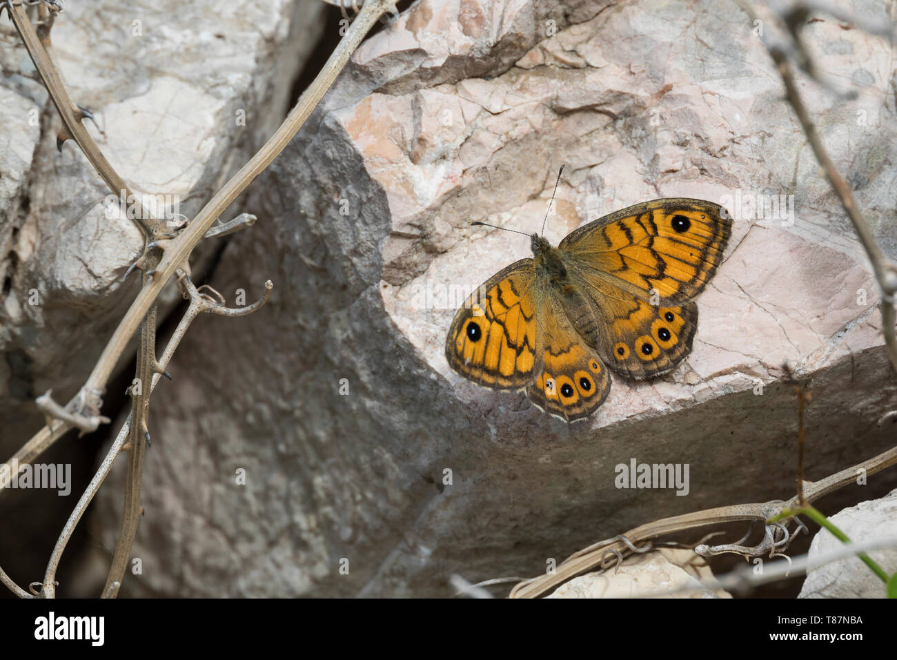 Mauerfuchs, Weibchen, Lasiommata megera, parete marrone, marrone parete Butterfly, parete, femmina, La Mégère, le satire Foto Stock