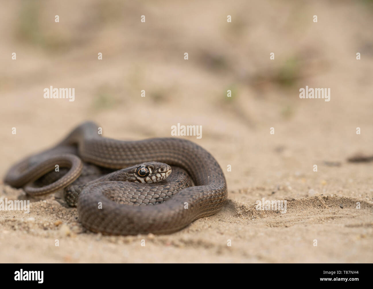 Grande frusta snake, capretti, Dolichophis caspius,lato bulgara del Danubio, Foto Stock