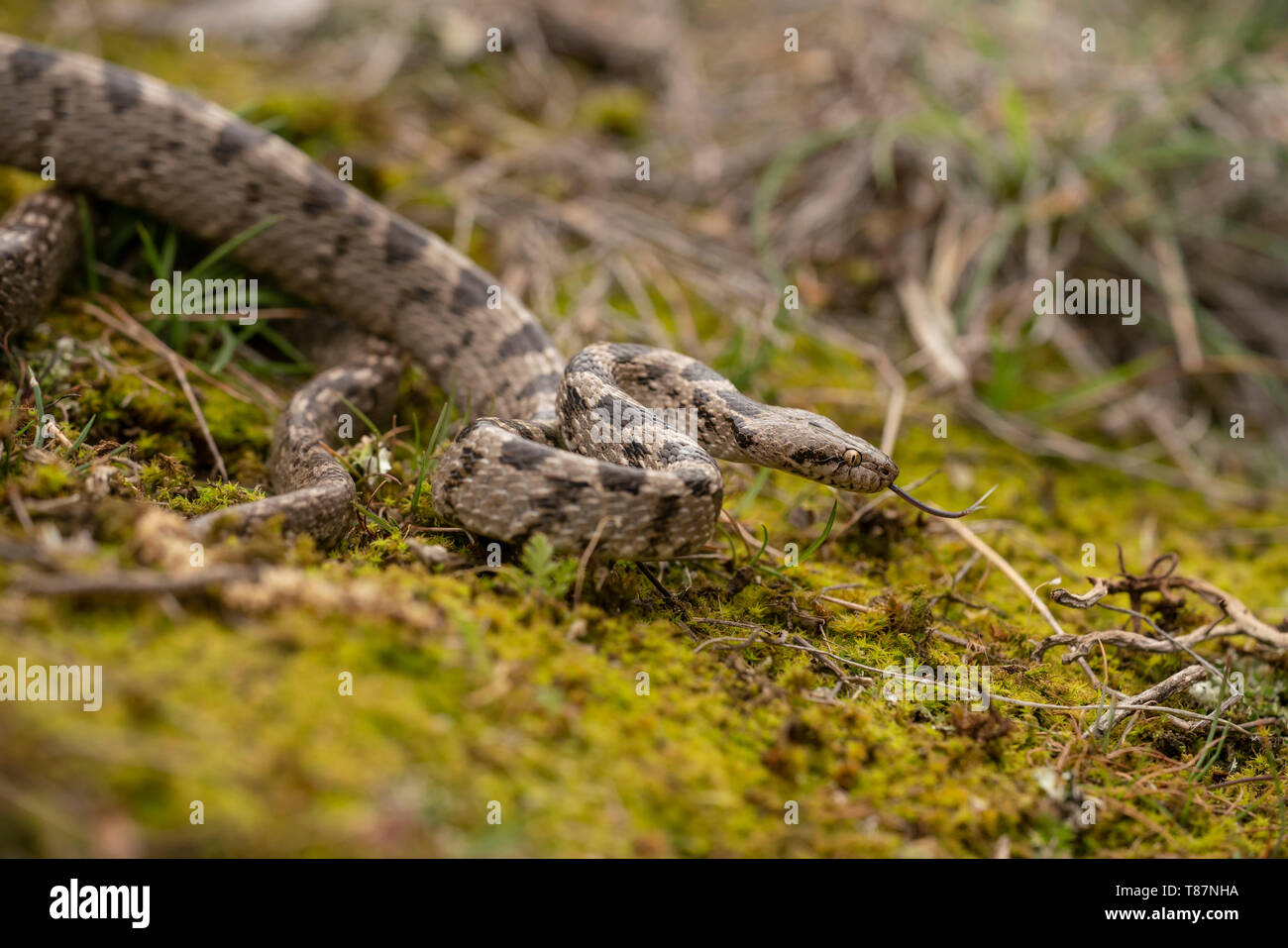Gatto europeo snake, Telescopus fallax,la molla nella gola di Kresna. Foto Stock