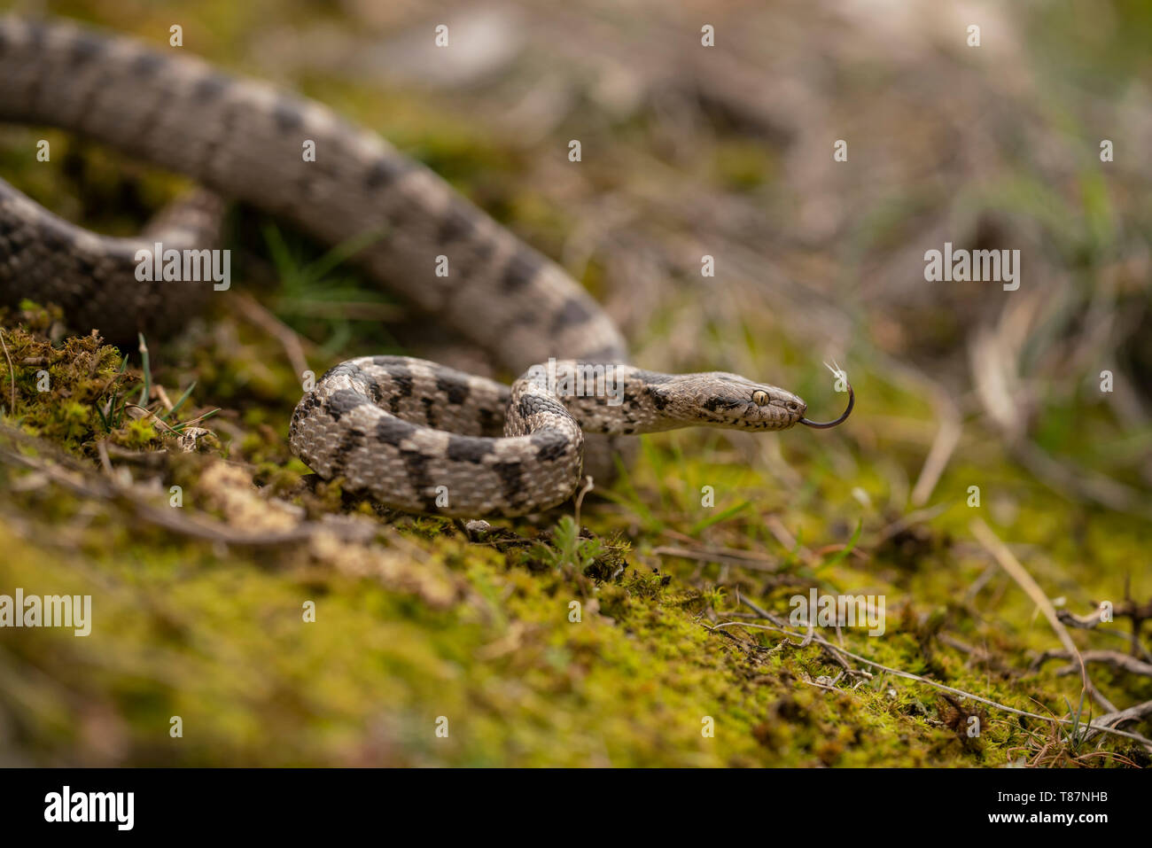 Gatto europeo snake, Telescopus fallax,la molla nella gola di Kresna. Foto Stock