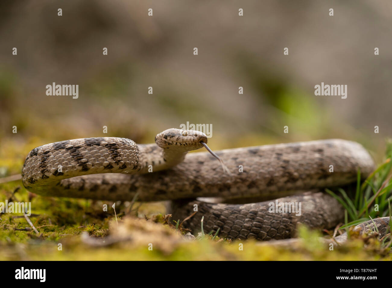 Gatto europeo snake, Telescopus fallax,la molla nella gola di Kresna. Foto Stock