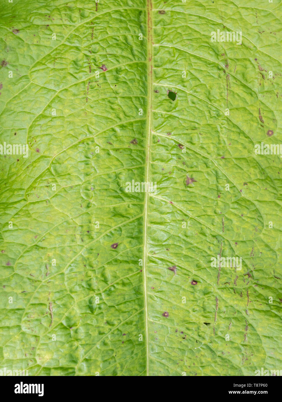 Primo piano della superficie delle foglie di un molo a foglia larga / Rumex obtusifolius. Struttura astratta delle foglie verdi. Foto Stock