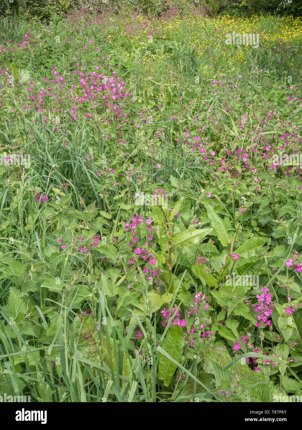 Massa di Red Campion / Silene dioica con renoncules / Ranunculus repens, plus Docks. Foto Stock