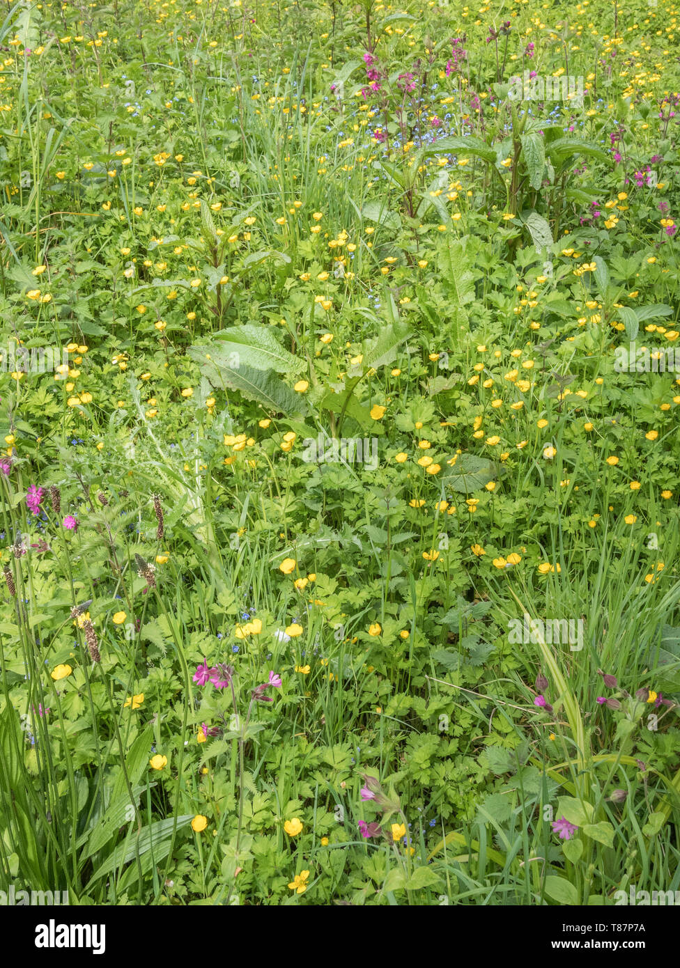 Massa di creeping invasiva renoncules / Ranunculus repens su una soleggiata giornata estiva. Vegetazione invasiva o piante invasive concetto. Foto Stock