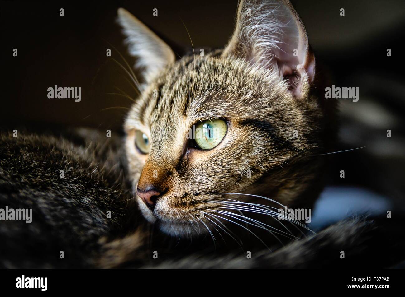 Domestico capelli corti Tabby Cat Foto Stock