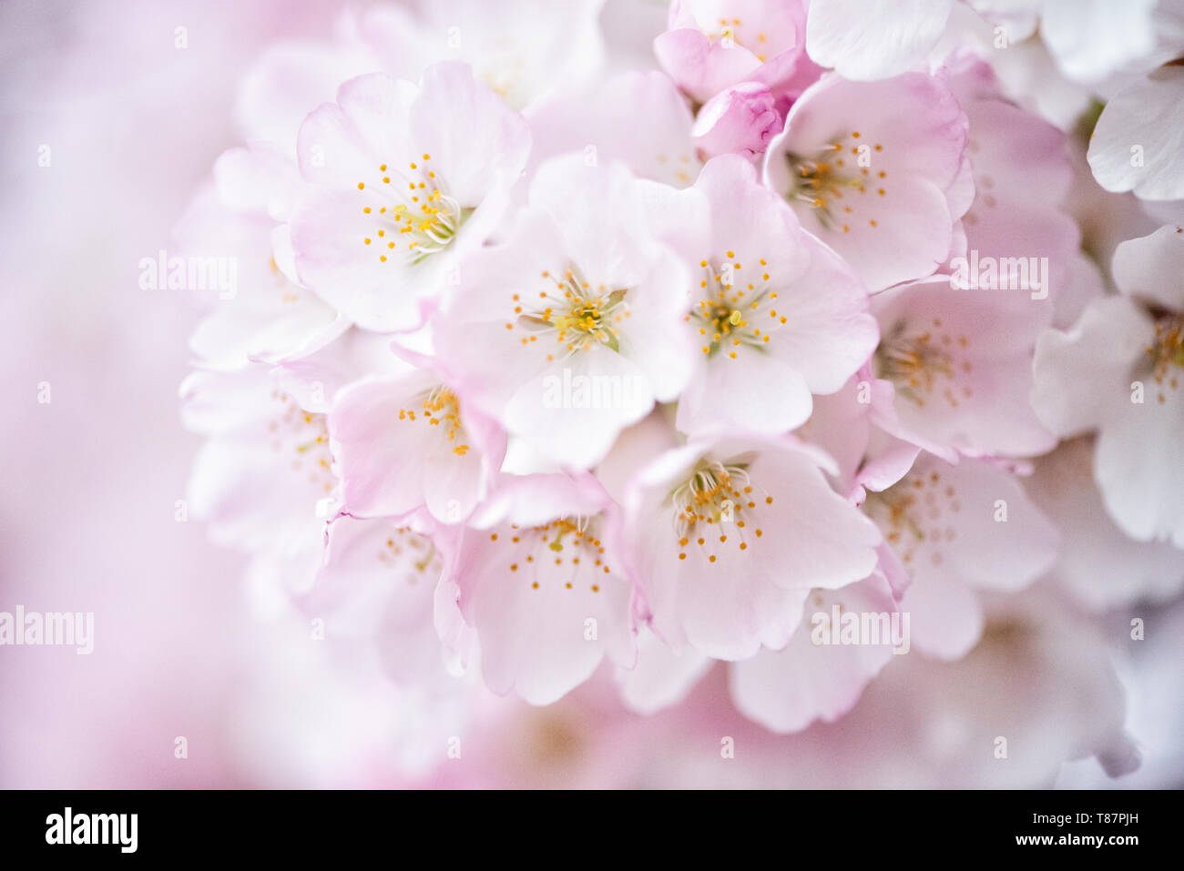 WASHINGTON DC - Una vista ravvicinata mostra la struttura dei fiori di ciliegio in piena fioritura presso il bacino delle maree. Questi alberi fioriti, un dono del Giappone nel 1912, sono al centro dell'annuale National Cherry Blossom Festival che si tiene ogni primavera. Foto Stock