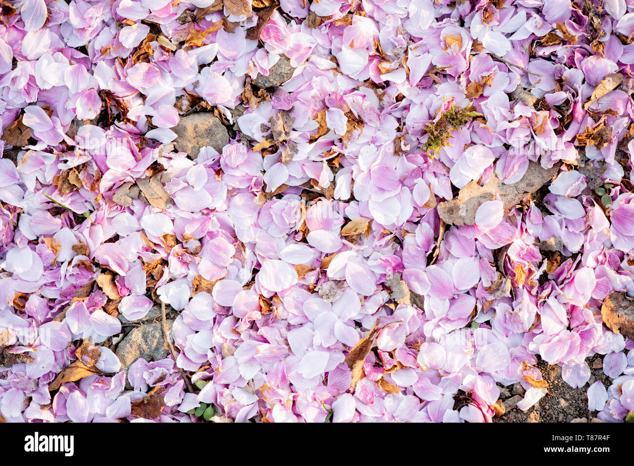 WASHINGTON DC - i petali di fiori di ciliegio caduti coprono il terreno lungo il bacino delle maree alla fine del ciclo di fioritura. La fioritura annuale degli alberi, un dono del Giappone nel 1912, è un'attrazione fugace la cui tempistica cambia ogni anno a seconda delle condizioni meteorologiche. Foto Stock