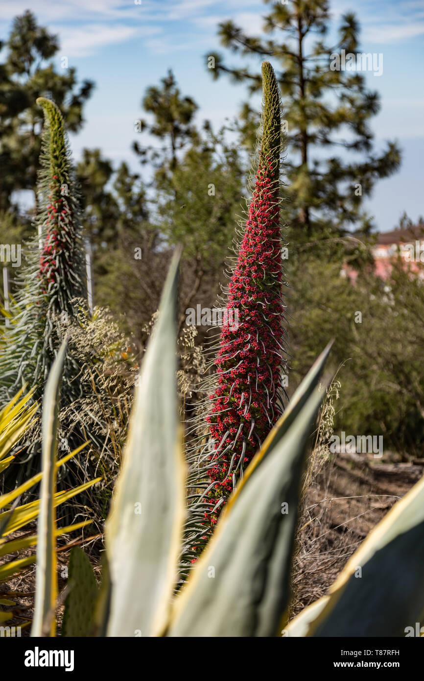 Endemico bel fiore Tajinaste rojo -Echium wildpretii- vicino alla linea della strada. Parco Nazionale del Teide, Tenerife, Isole Canarie, Spagna. Foto Stock