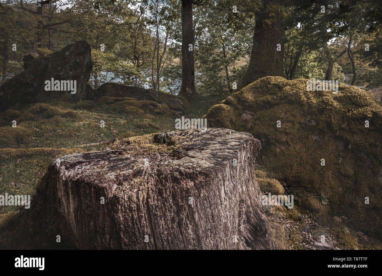 Vecchio ceppo di albero in un bosco inglese Foto Stock
