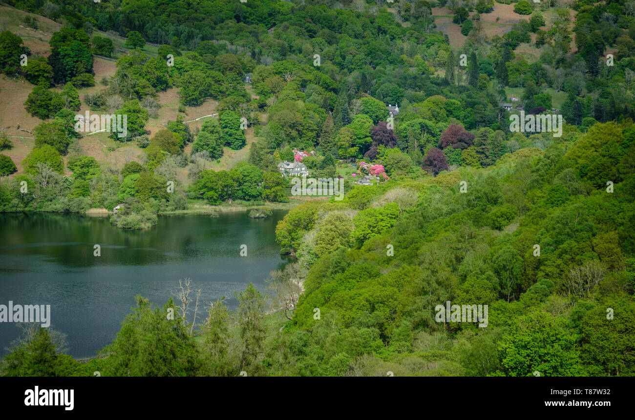 Rydal acqua e bosco circostante, Lake District, REGNO UNITO Foto Stock