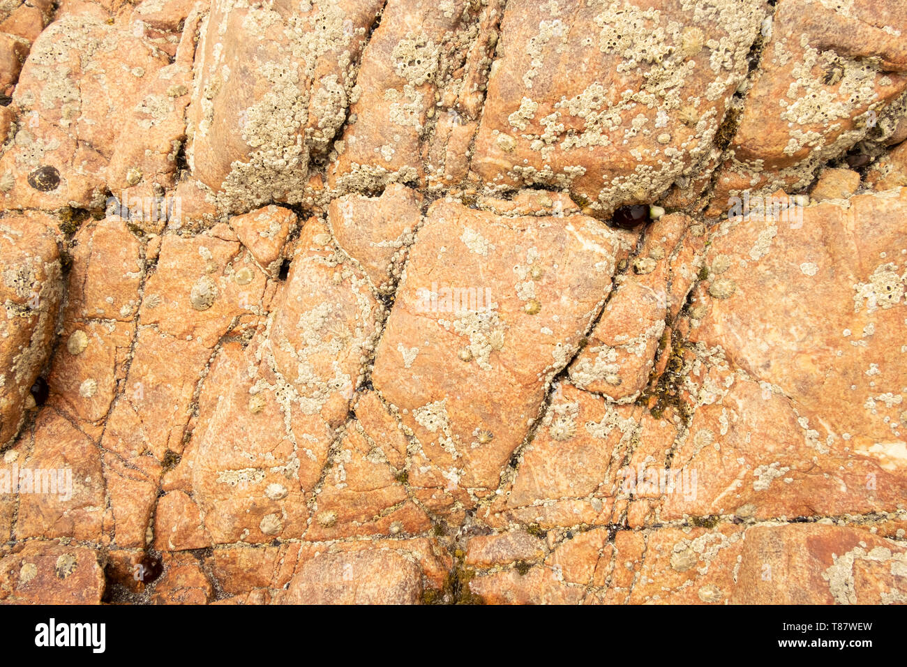 Primo piano della superficie rocciosa del mare con piccole conchiglie di limpet Foto Stock