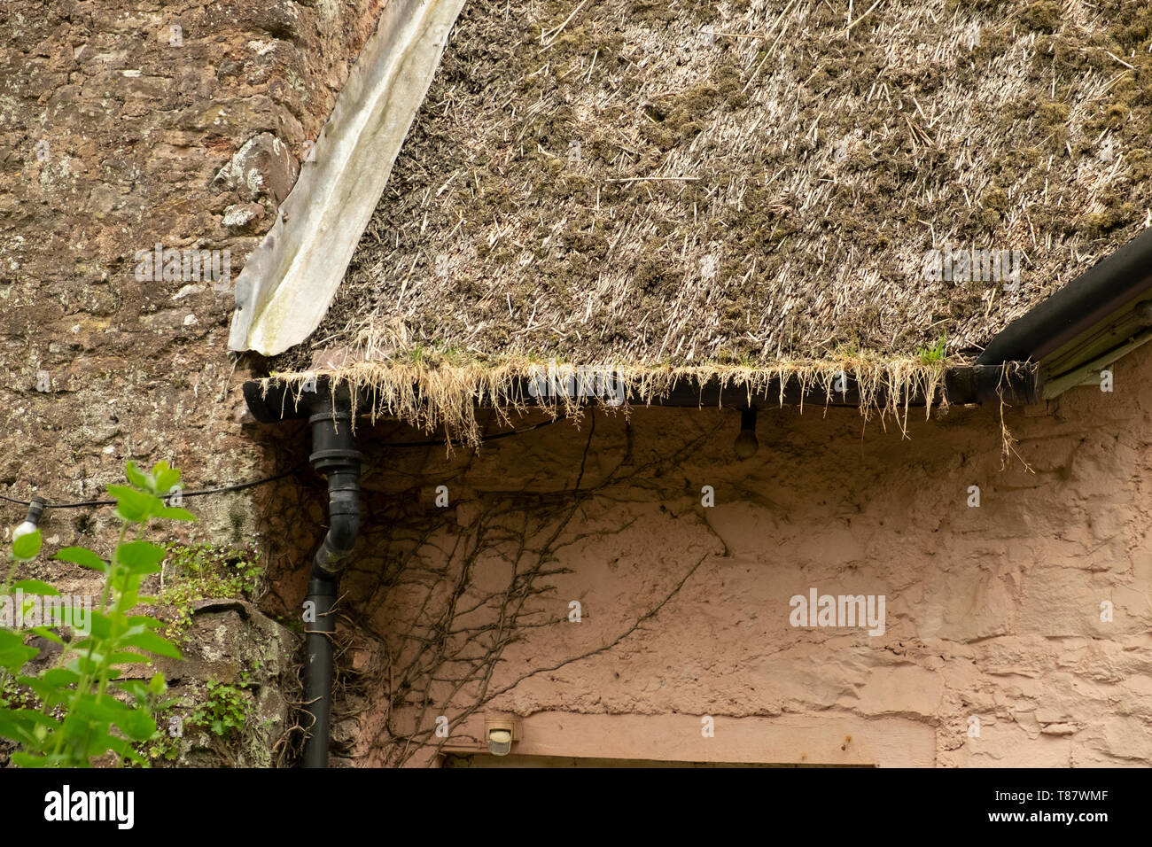 Ricoperta di gronda bloccato in stato di necessità di interventi di manutenzione su cottage con il tetto di paglia Foto Stock