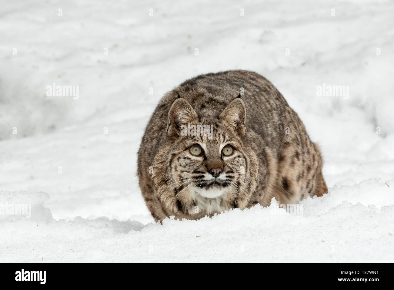 Nord America; Stati Uniti; Montana; fauna; gatti; Bobcat; Lynx rufus; inverno Foto Stock