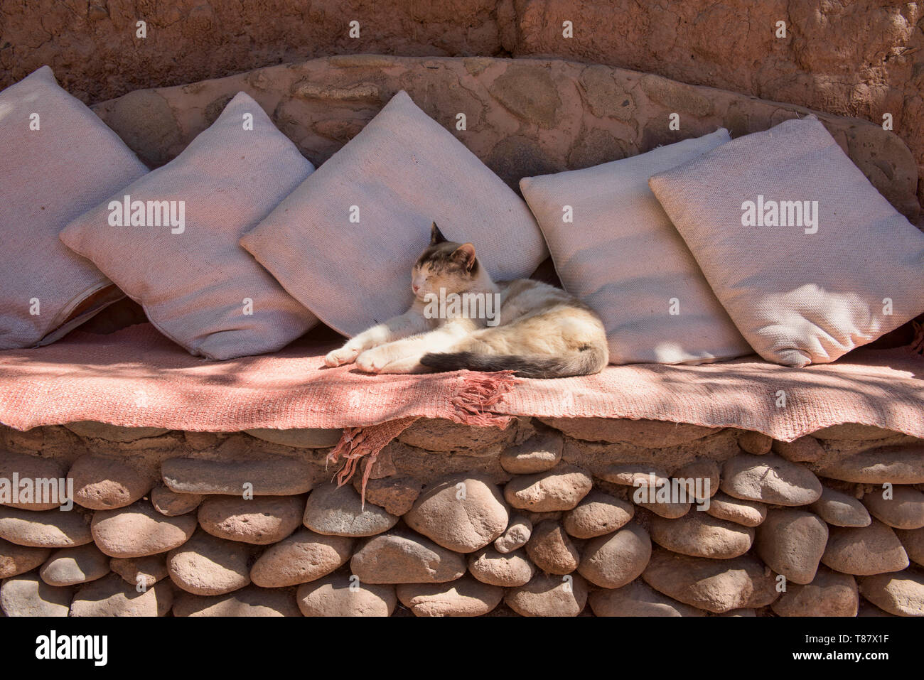 Gatto rilassato, San Pedro de Atacama, Cile Foto Stock