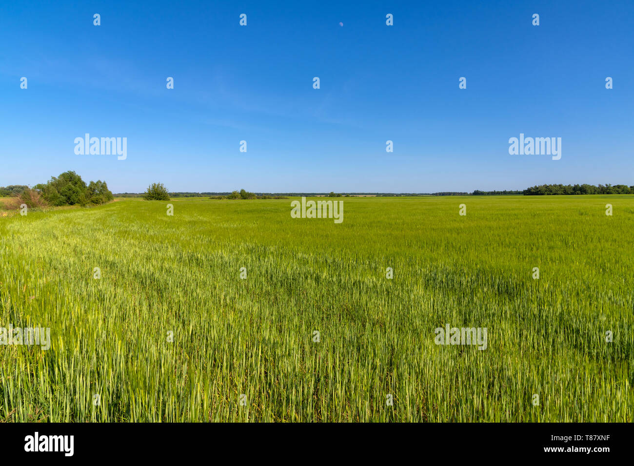 Campo di giovani verde Grano in Russia Foto Stock