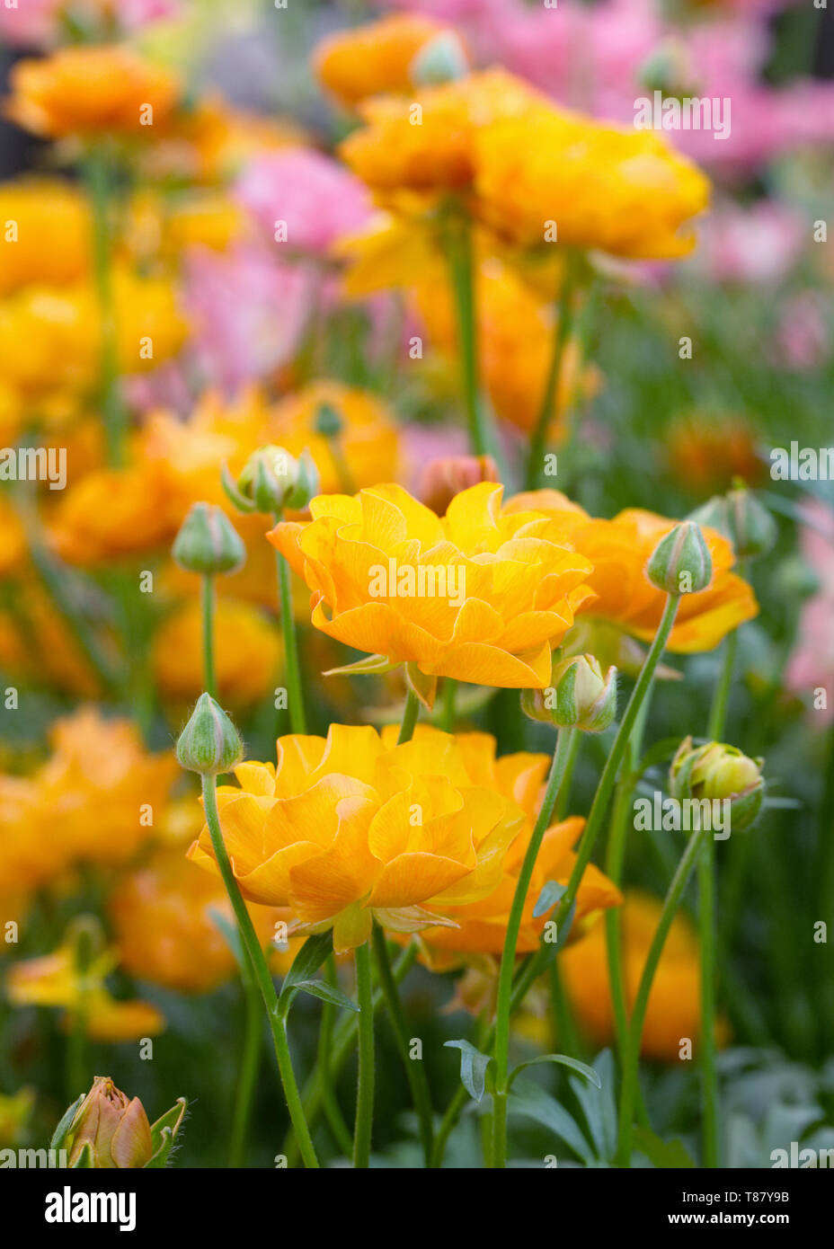 Ranunculus rococò di fiori d'arancio. Foto Stock