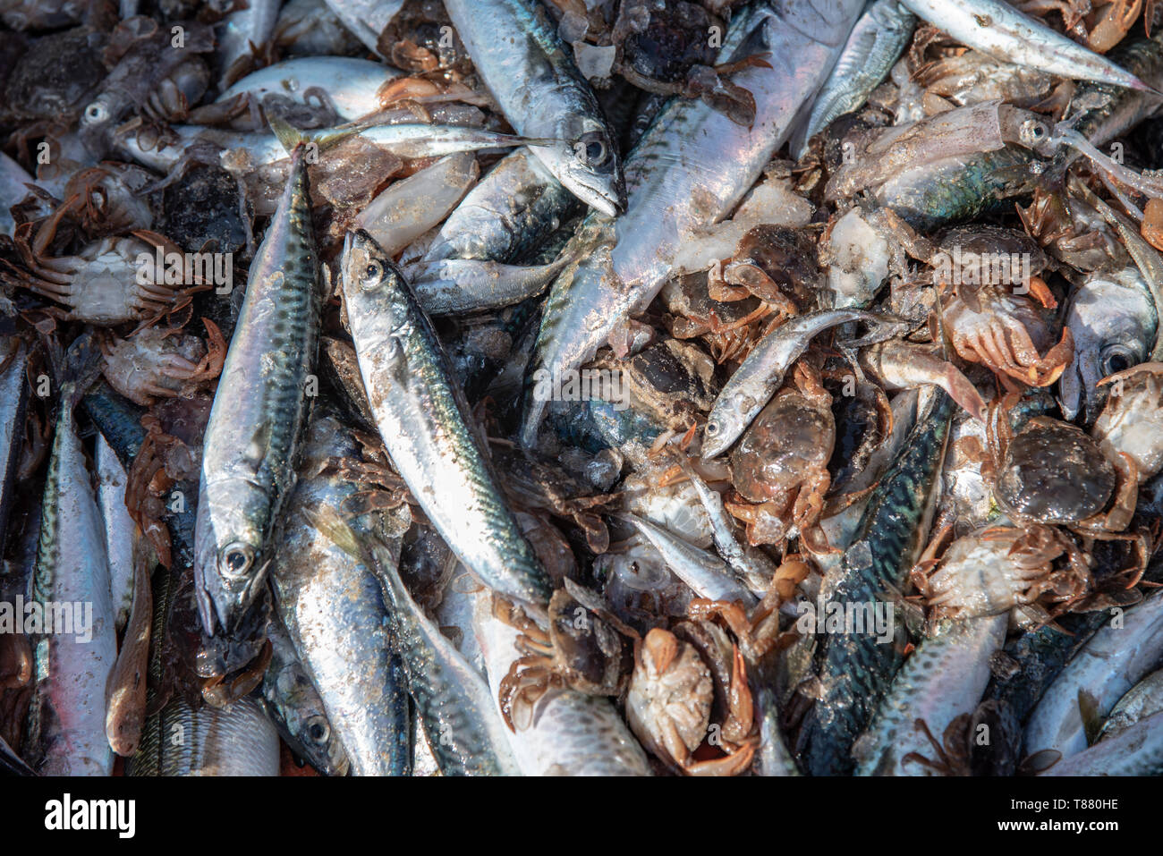Sarde fresche e vari tipi di pesci selvatici presso la spiaggia del Portogallo Foto Stock