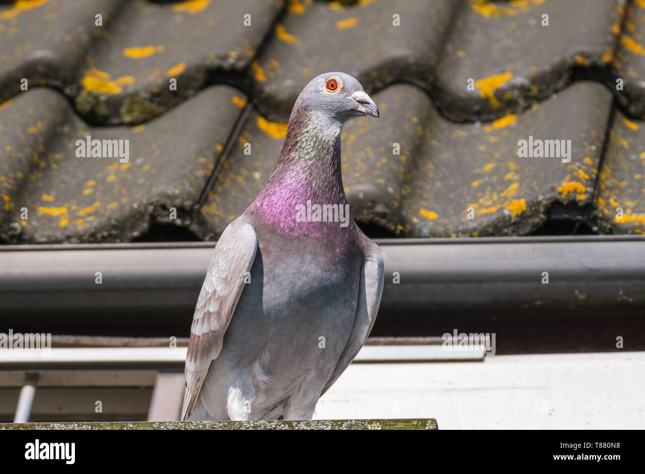 Nice racing pigeon nella parte anteriore del tetto della piccionaia Foto Stock