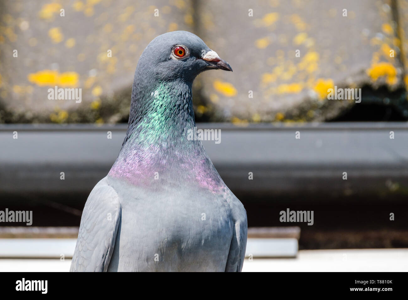 Nice racing pigeon nella parte anteriore del tetto della piccionaia Foto Stock