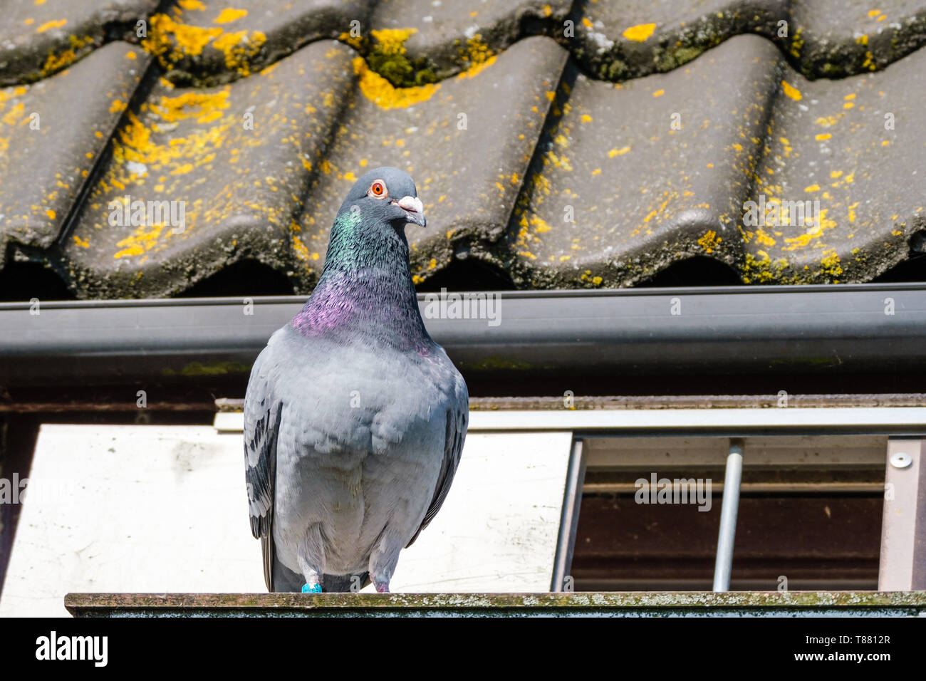 Nice racing pigeon nella parte anteriore del tetto della piccionaia Foto Stock