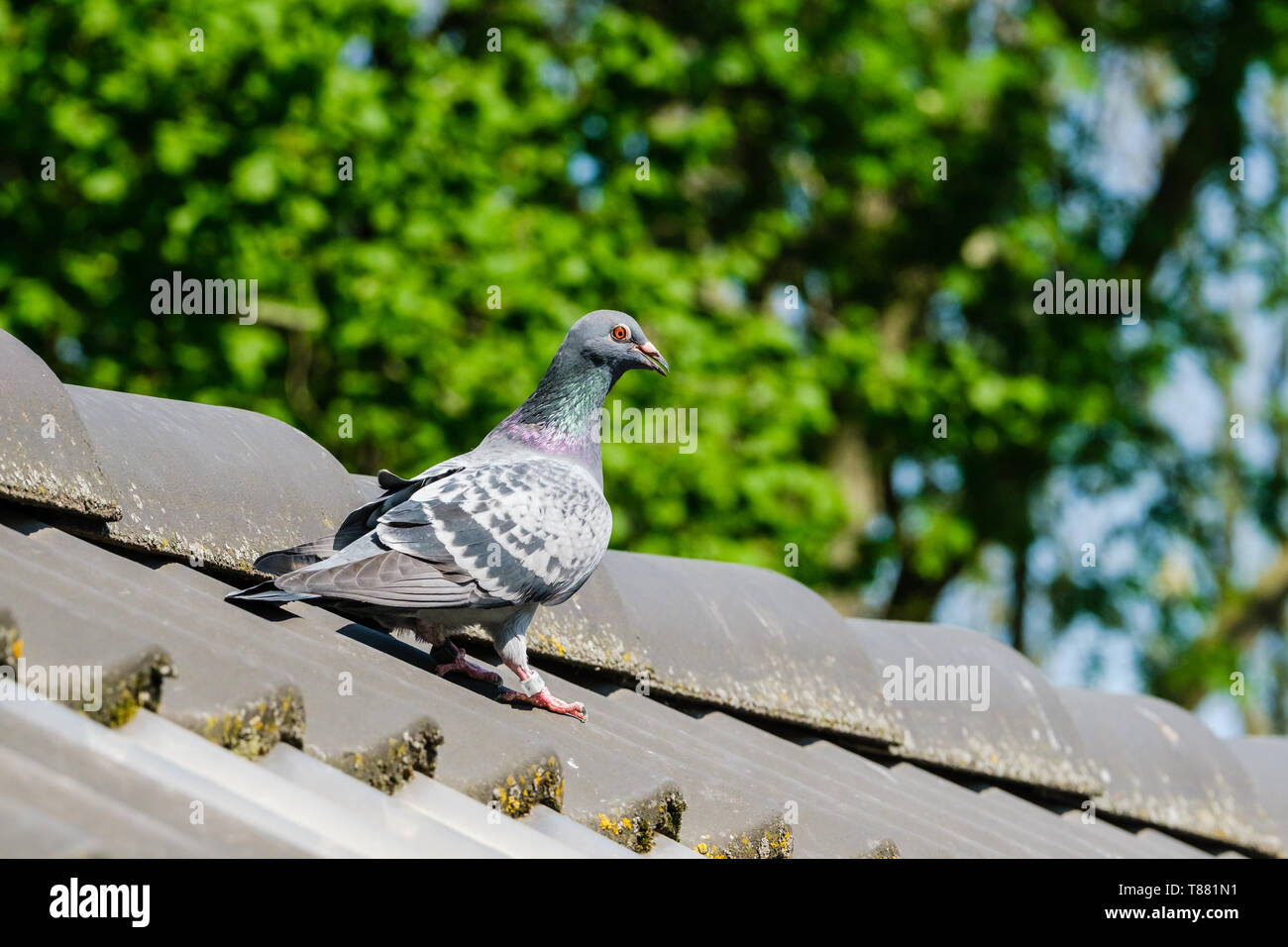 Bella racing pigeon sul colmo del tetto. Foto Stock