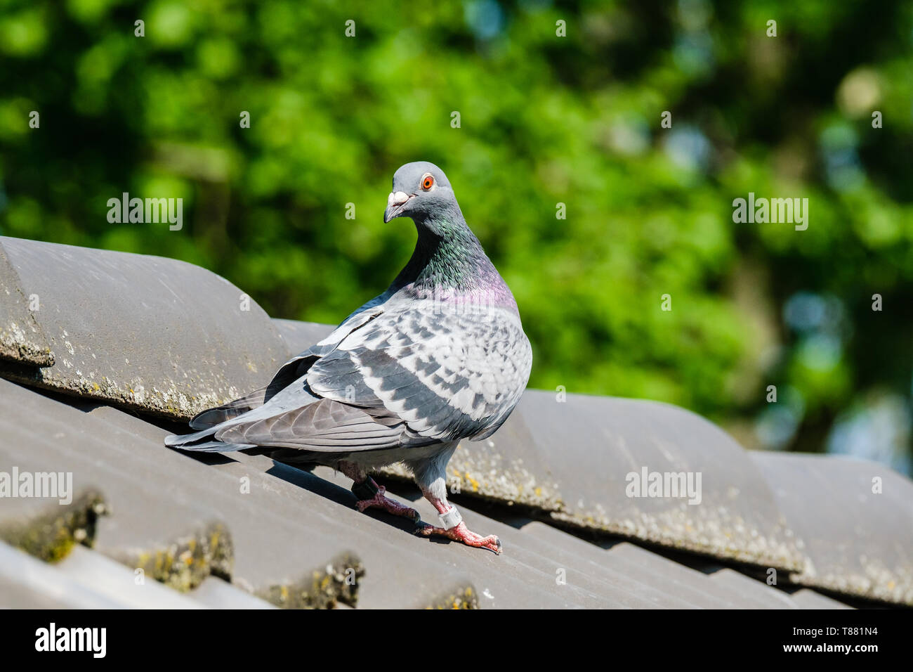 Bella racing pigeon sul colmo del tetto. Foto Stock