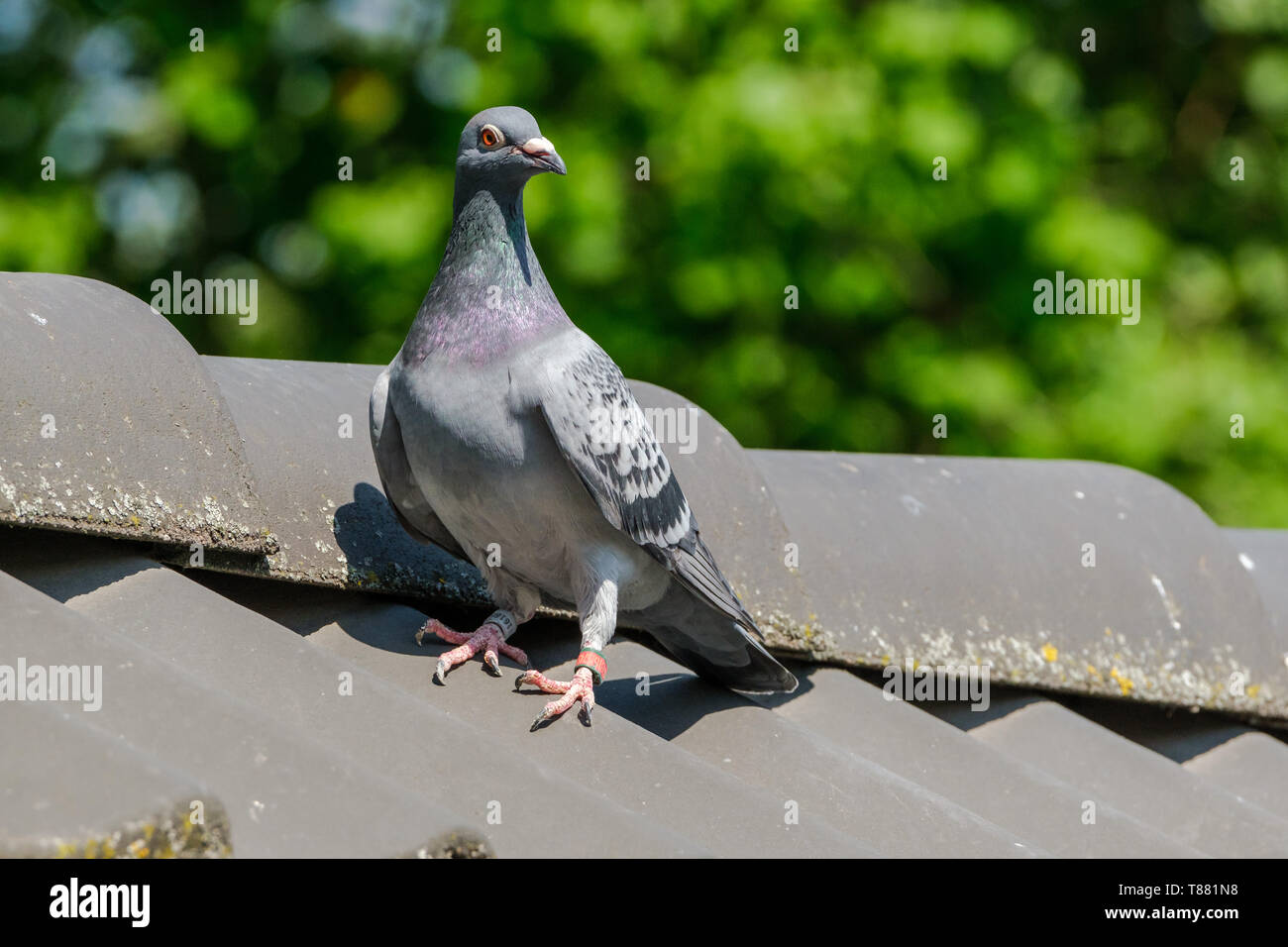 Bella racing pigeon sul colmo del tetto. Foto Stock