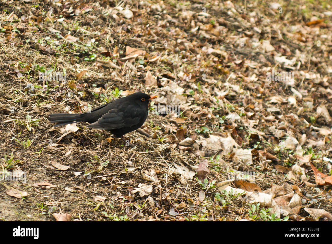 Vero tordi black bird Foto Stock