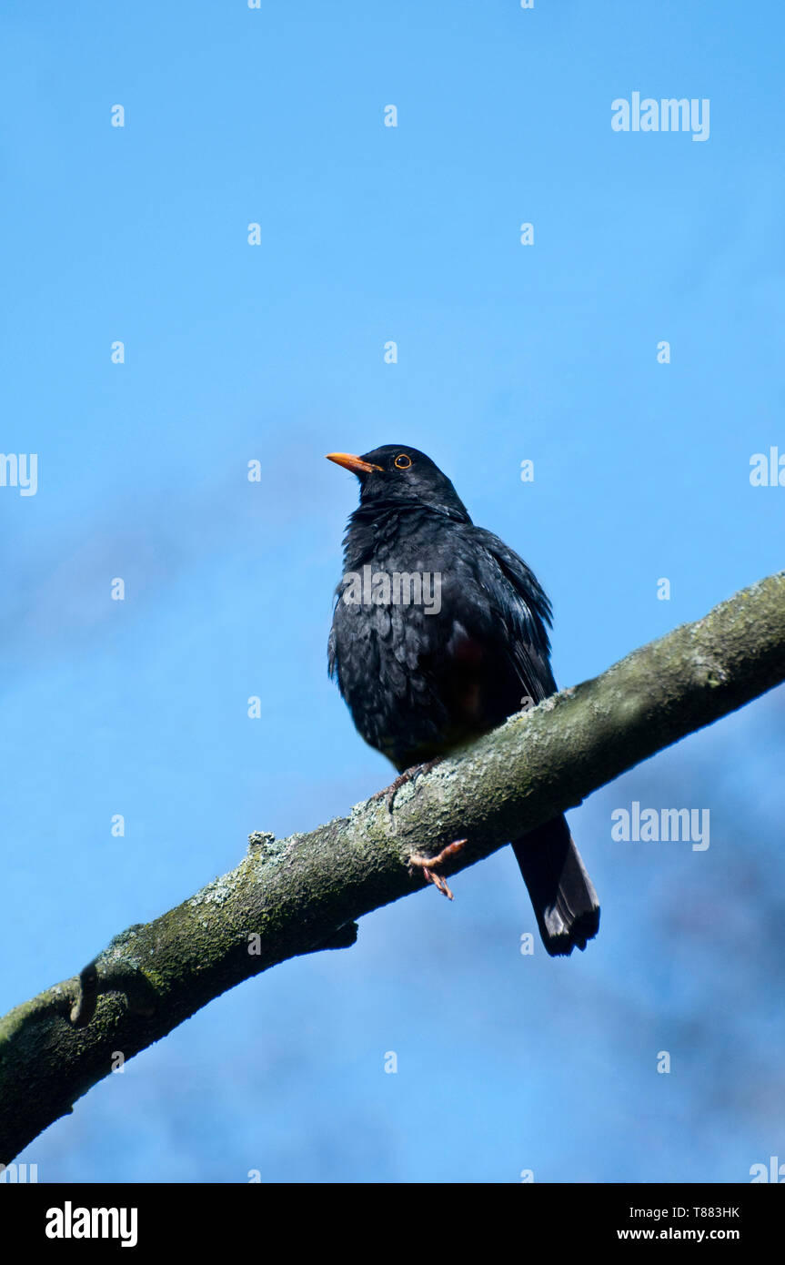 Vero tordi black bird Foto Stock